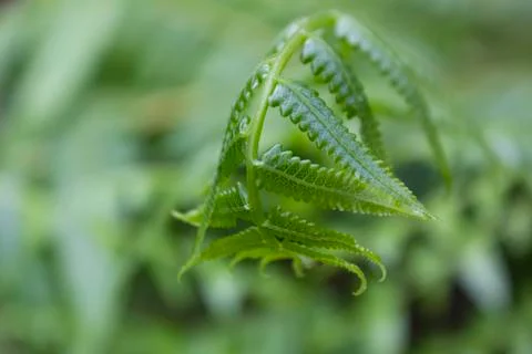 Green leaves Stock Photos