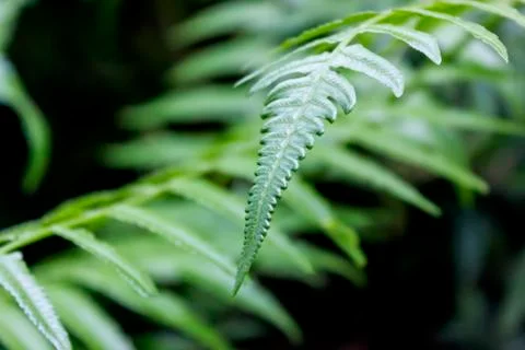 Green leaves Stock Photos