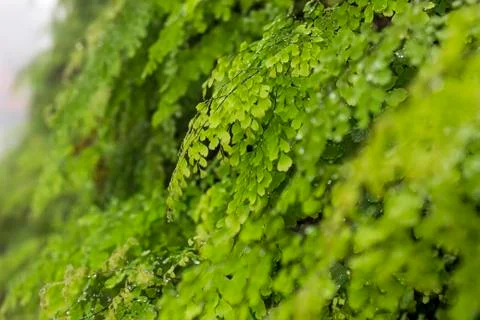 Green leaves Stock Photos
