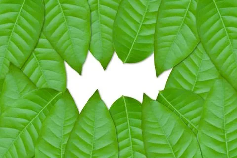 Green leaves Stock Photos