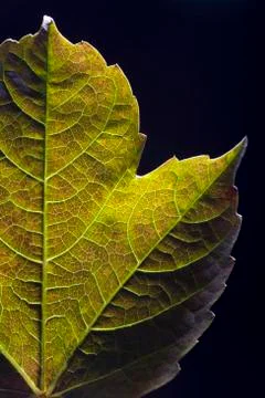 Green Leaves Stock Photos