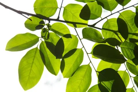 Green leaves Stock Photos