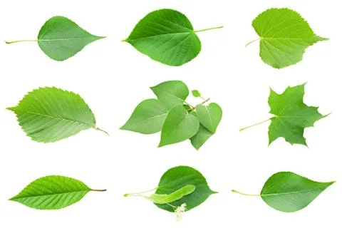 Green Leaves Stock Photos