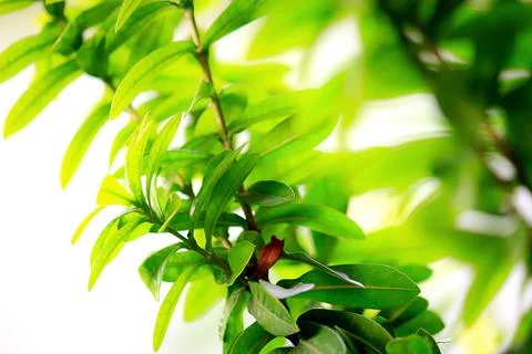 Green leaves Stock Photos