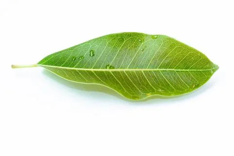 Green leaves Stock Photos