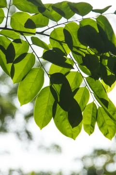 Green leaves Stock Photos