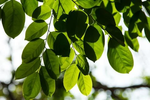 Green leaves Stock Photos