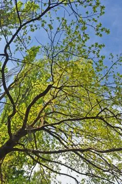Green leaves Stock Photos