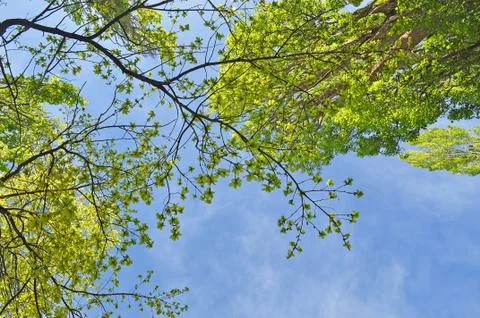 Green leaves Stock Photos
