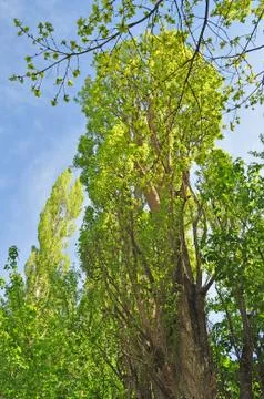 Green leaves Stock Photos