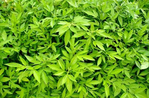 Green leaves Stock Photos
