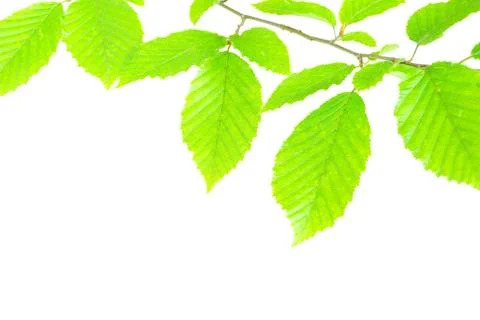 Green leaves Stock Photos