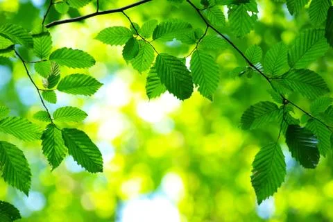 Green leaves Stock Photos