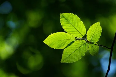 Green leaves Stock Photos