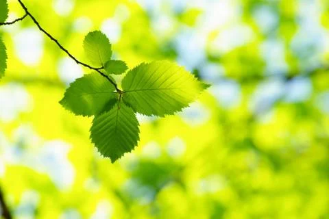 Green leaves Foto stock