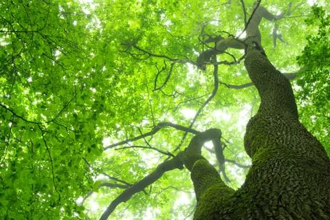 Green leaves Foto stock