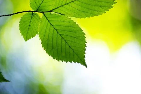 Green leaves Foto stock