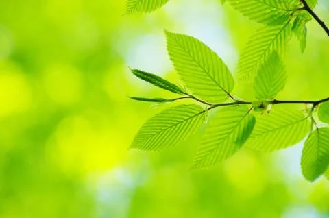 Green leaves Stock Photos