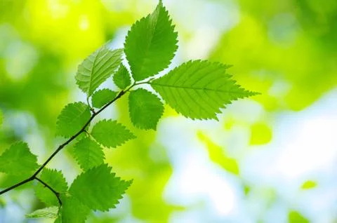 Green leaves Stock Photos