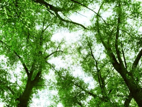 Green leaves Stock Photos