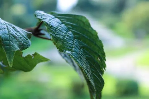 Green leaves Stock Photos