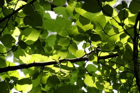 Green leaves Stock Photos