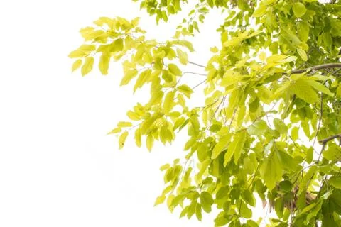 Green leaves Stock Photos