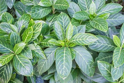 Green leaves Stock Photos