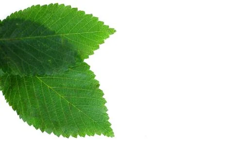 Green leaves Stock Photos