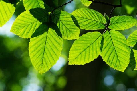 Green leaves Foto stock