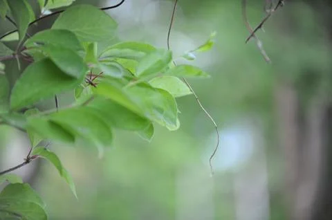 Green leaves Stock Photos