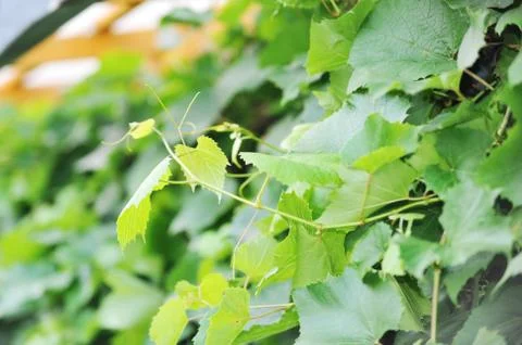 Green leaves Stock Photos