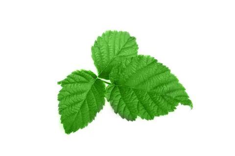 Green leaves Stock Photos