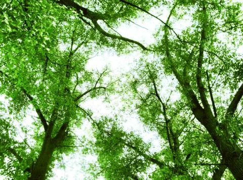Green leaves Stock Photos