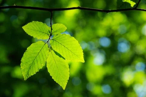 Green leaves Stock Photos
