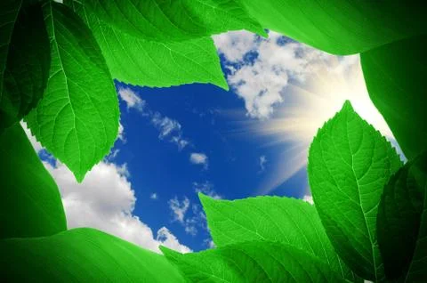 Green leaves Foto stock