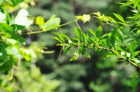 Green leaves Foto stock
