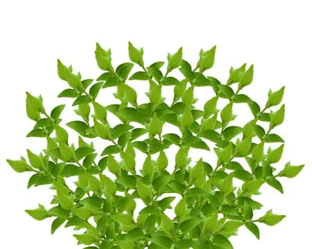Green leaves Stock Photos
