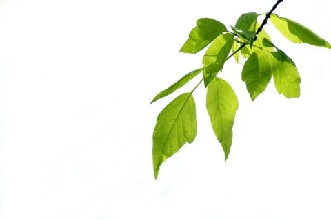 Green leaves Stock Photos
