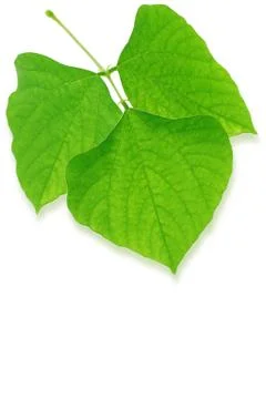 Green leaves Stock Photos