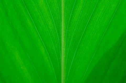 Green leaves Stock Photos