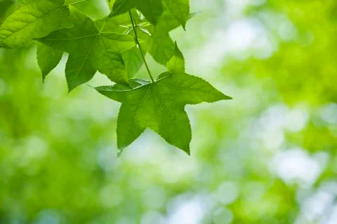Green leaves Stock Photos