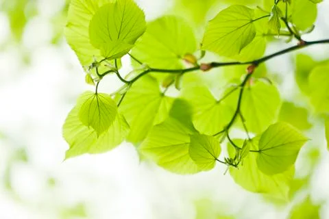 Green leaves Stock Photos