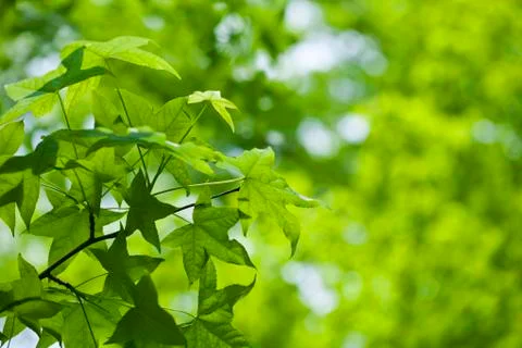 Green leaves Stock Photos