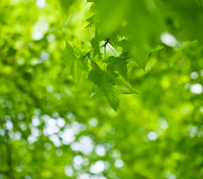 Green leaves Stock Photos
