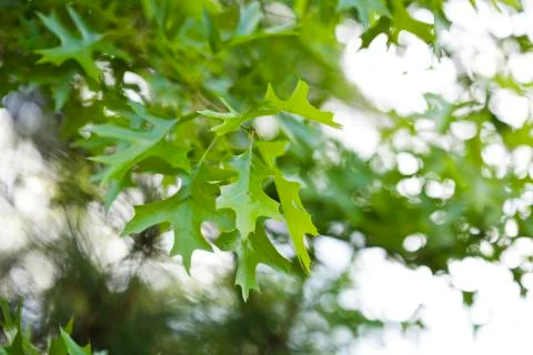 Green leaves Stock Photos
