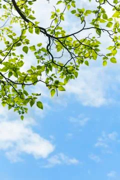 Green leaves Stock Photos