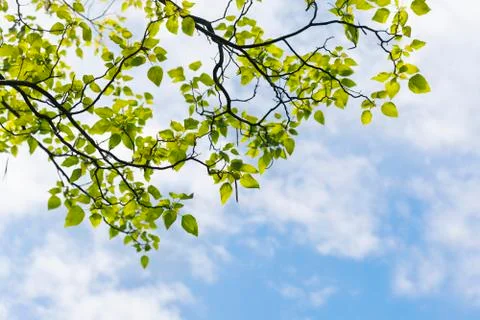 Green leaves Stock Photos