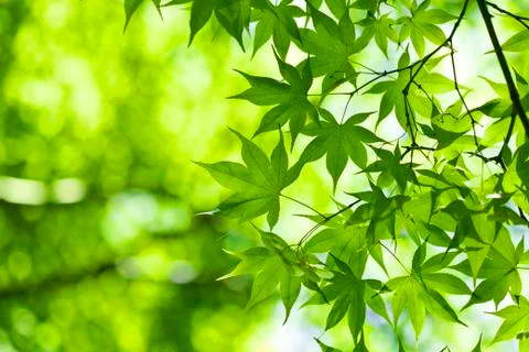 Green leaves Stock Photos