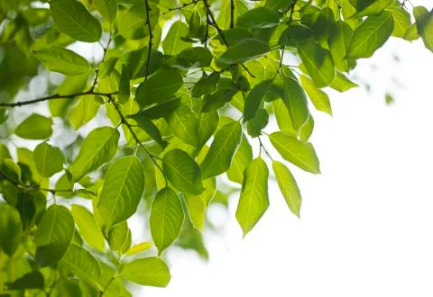 Green leaves Stock Photos